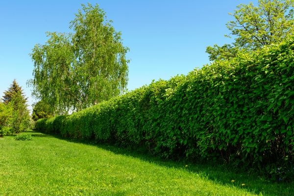 Hedge Replacement in Oxnard