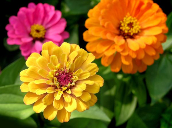 Zinnia Planting in Oxnard