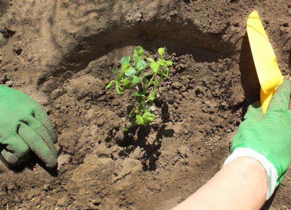 Rose Bush Planting in Oxnard
