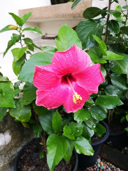 Hibiscus Planting in Oxnard