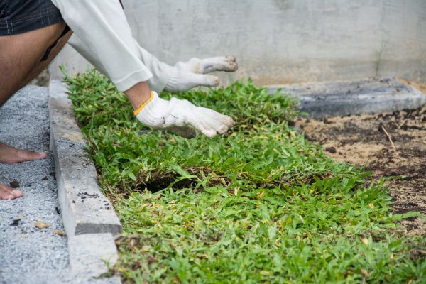Ground Cover Planting in Oxnard
