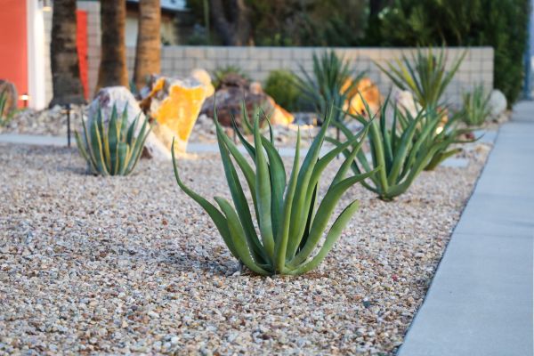 Drought Resistant Landscaping in Oxnard