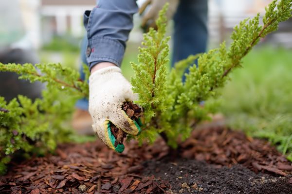 Church Mulching in Oxnard