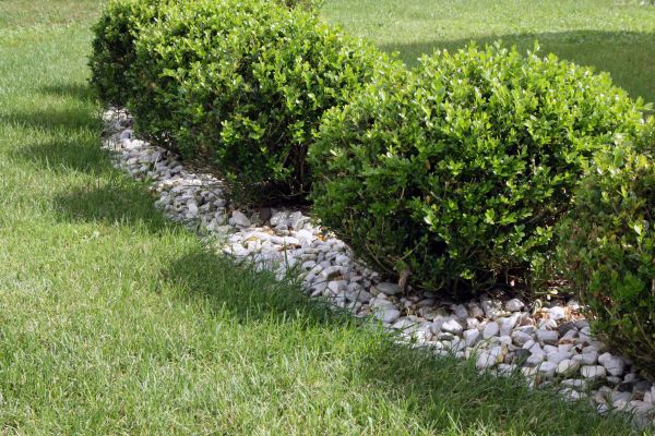 Boxwood Planting in Oxnard