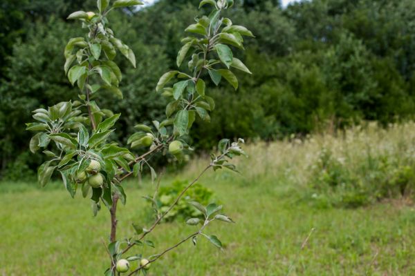 Apple Tree Planting in Oxnard