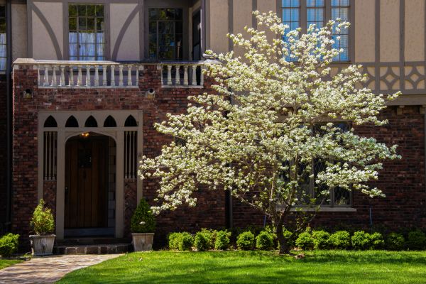 Dogwood Tree Planting in Oxnard