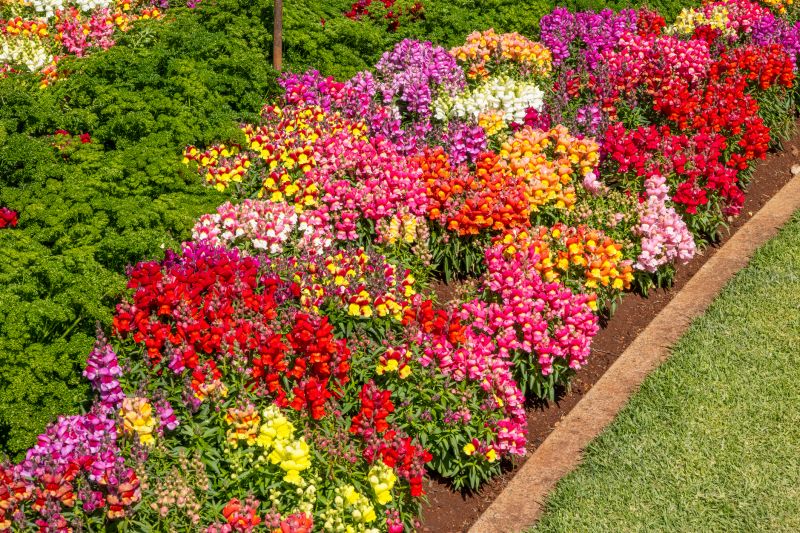 Flower Beds in Bloom