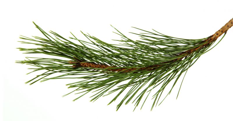Pine Bark Spreading