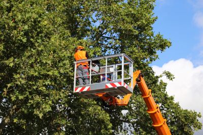 Tree Care Professionals